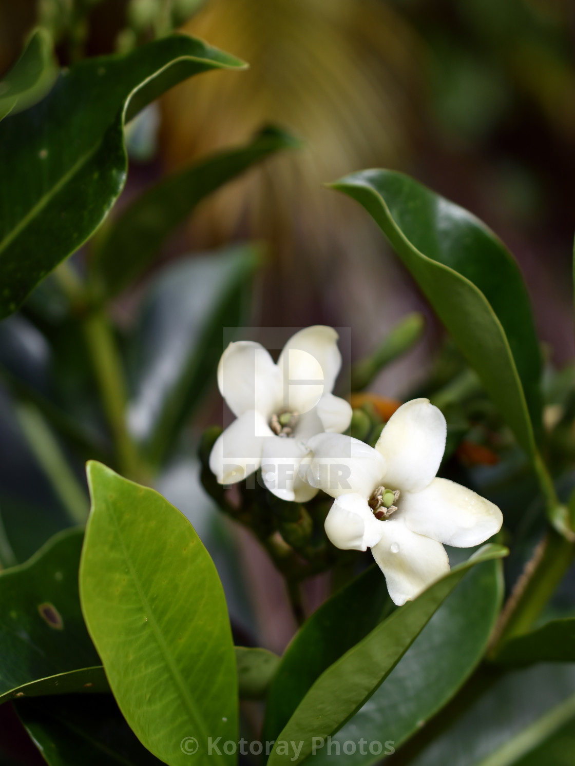 Purchase digital downloads and a range of printed products of Kotoray